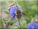Bombylius, Bombyle