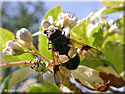Volucelle transparente, Volucella pellucens