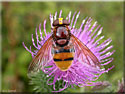 Volucelle, Volucella zonaria