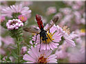 Cylindromyia