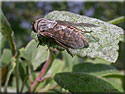 Taon, Tabanus bromius