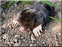 Talpa europaeus