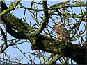 , Athene noctua