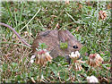 Mulot, Apodemus sp