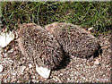 Hérisson, Erinaceus europaeus