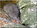 Musaraigne, Crocidura russula
