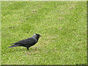 , Corvus monedula