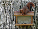 Ecureuil roux, Sciurus vulgaris