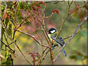 Mésange charbonnièreParus major