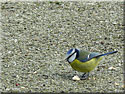 Mésange bleue, Parus caeruleus