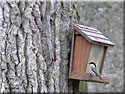 Msange nonnette, Parus palustris