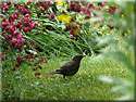 Merle noir, Turdus merula