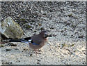 Geai des chênes, Garrulus glandarius