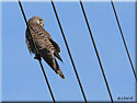 Faucon crécerelle, Falco tinnunculus