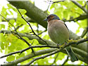 Pinson des arbres, Fringilla coelebs