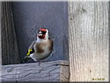 Chardonneret élégant, Carduelis carduelis