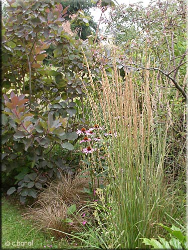 Calamagrostis 'Overdam'