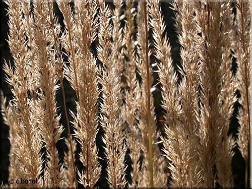 Calamagrostis acutifera 'Overdam' en automne