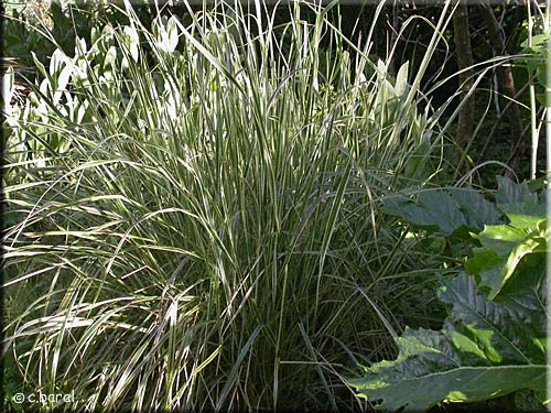 Calamagrostis acutifera 'Overdam' au printemps