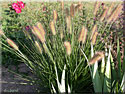 Pennisetum alopecuroides 'Hameln',Herbe aux écouvillons