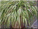 Hakonechloa macra 'Aureola'
