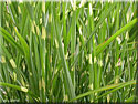 Miscanthus sinensis 'Zebrinus', Roseau de Chine 'Zebrinus'