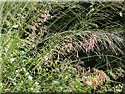 Molinia arundinacea, Molinie géante