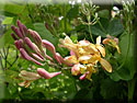 Chèvrefeuille, Lonicera heckrottii