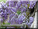 Glycine, Wisteria sinensis