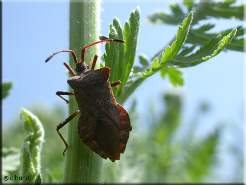 Corée marginée, Coreus marginatus