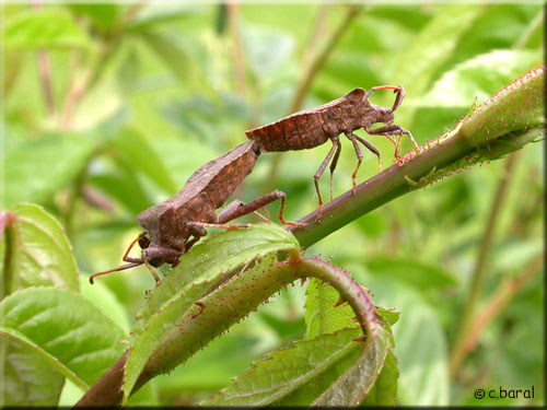 Accouplement de Corée marginée