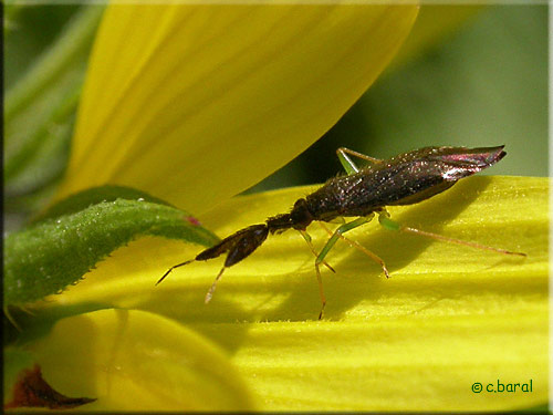  Heterotoma planicornis