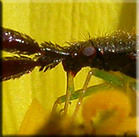 Heterotoma planicornis