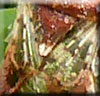Scutellum de Rhopalus subrufus
