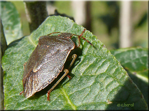 Punaise des genêts, Piezodorus lituratus Punaise des genêts, Piezodorus lituratus