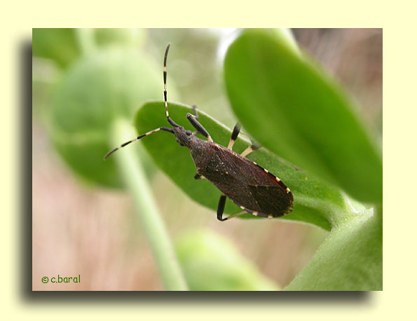 Dicranocephalus agilis