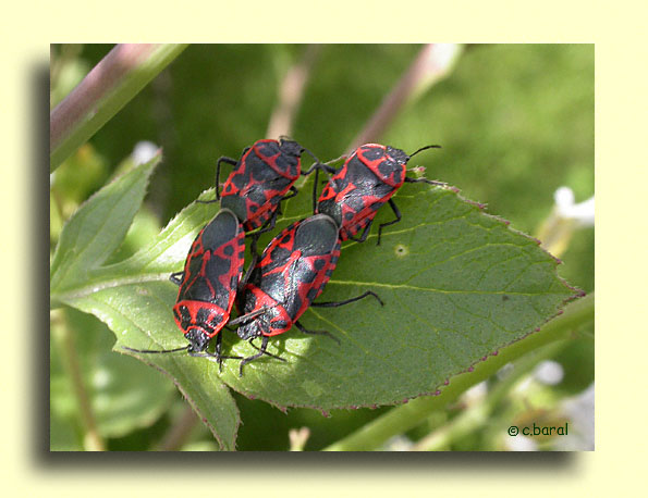 Eurydema ventralis