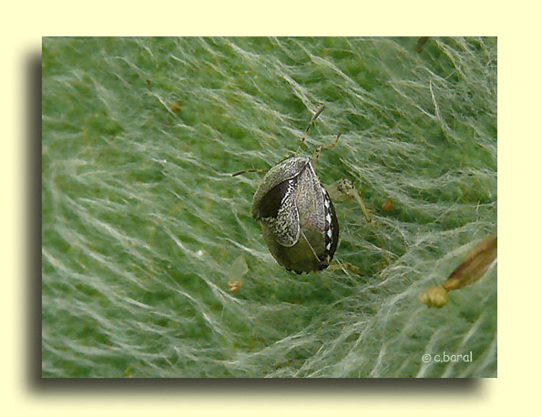 Eysarcoris venustissimus
