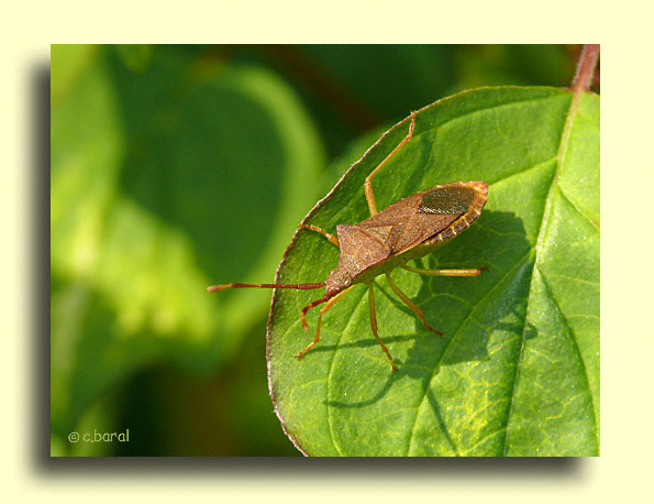 Gonocerus acuteangulatus, Punaise des noisettes