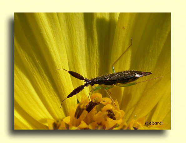 Heterotoma planicornis
