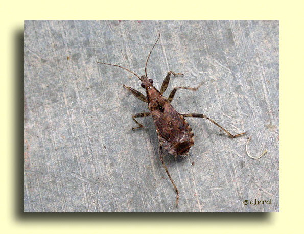 Himacerus (Aptus) mirmicoides