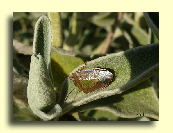 Piezodorus lituratus, Punaise des genêts