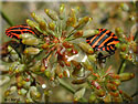 Punaise arlequin, Graphosoma italicum