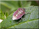 Pentatome des baies, Dolycoris baccarum