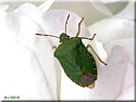Punaise verte Palomena prasina
