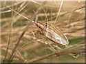 Punaise des blés, Aelia acuminata