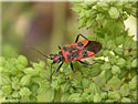 Corizus hyoscyami