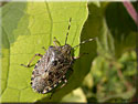 Punaise grise ou Punaise nébuleuse, Rhaphigaster nebulosa