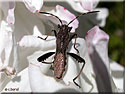 Camptopus lateralis
