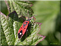Melanocoriphus albomaculatus